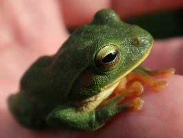 ケロケロ・スタディー　学習実験場